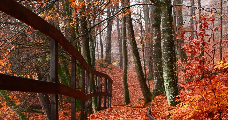A wooden ramp wide enough for a wheel chair, autumn coloured trees and leaves