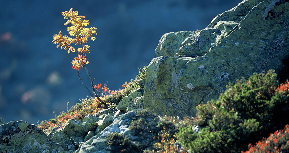 Sonfjället National Park