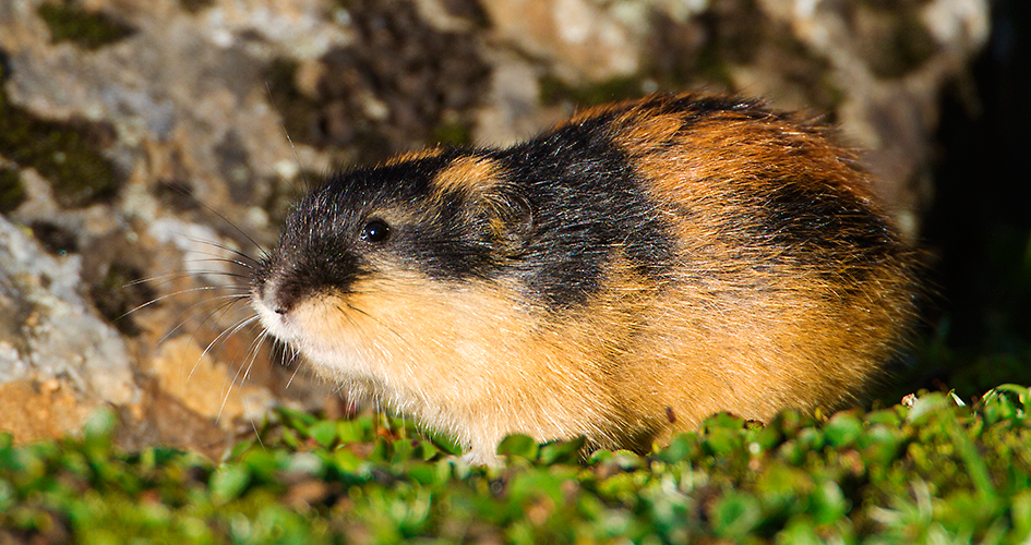 Close up of a lemming.