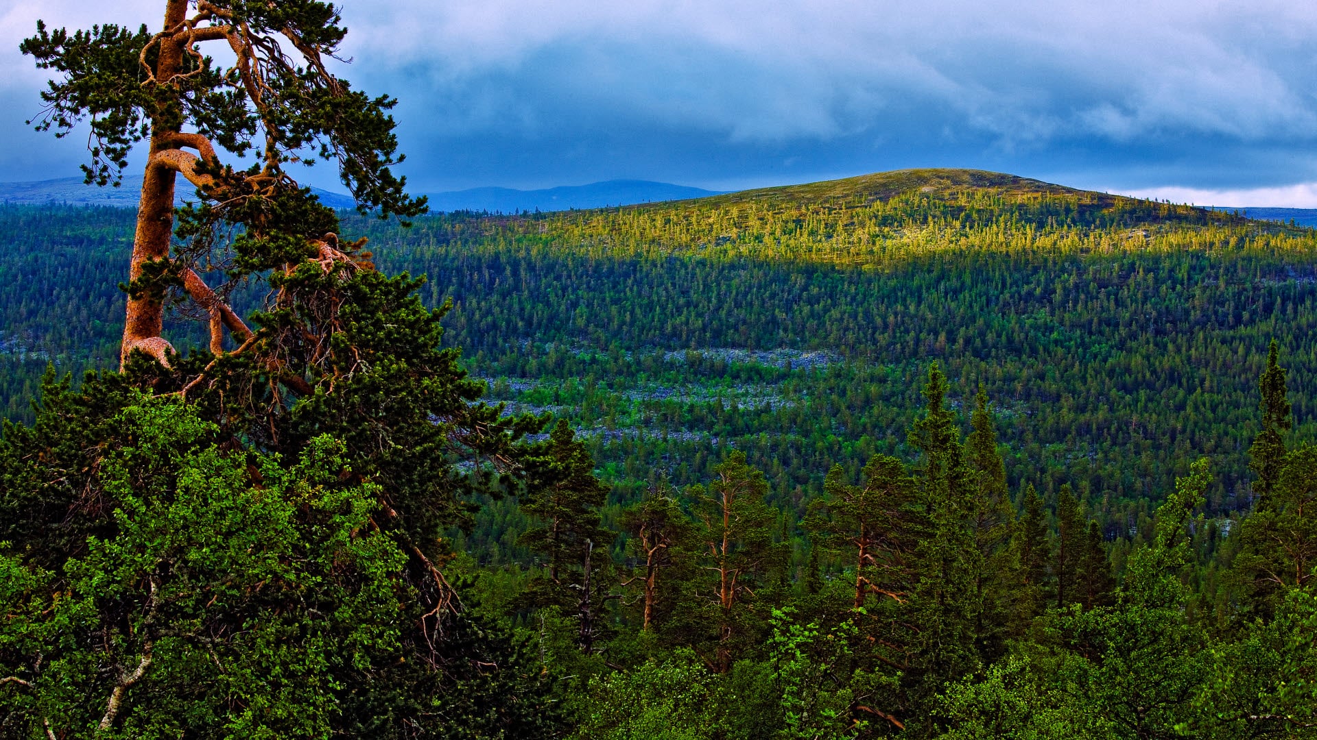 Discover the national parks | Sweden's national parks