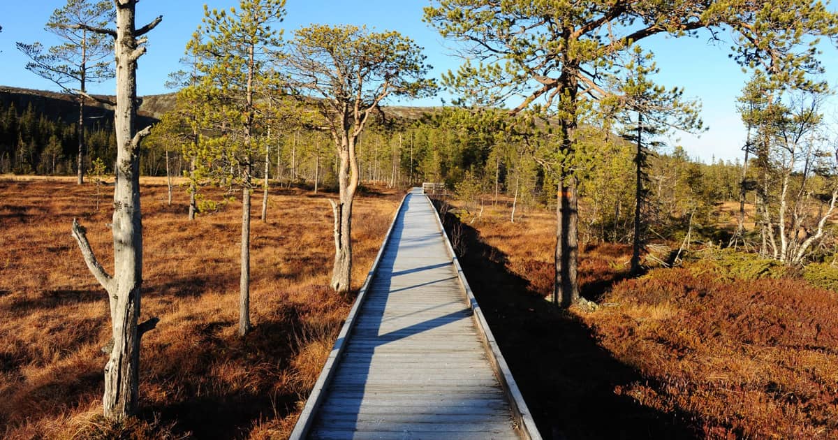 Old Tjikko - Världens äldsta träd