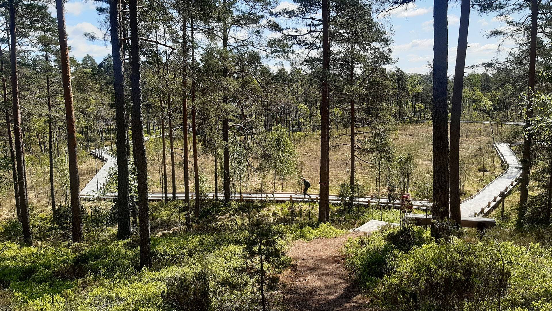 Spångad led genom skogs- och myrlandskap i Tresticklans nationalpark. Besökare vandrar på träspången mellan tallarna.