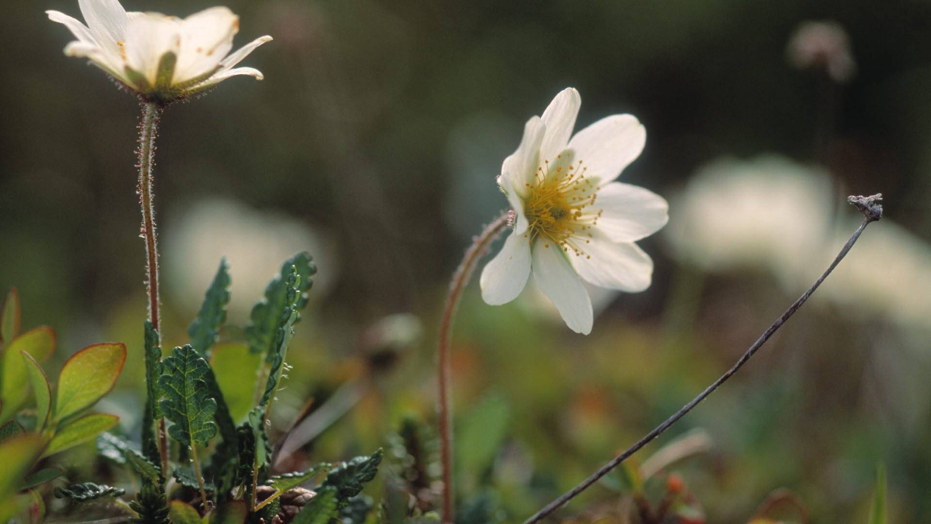 Två fjällsippor, Vadvetjåkka nationalpark.