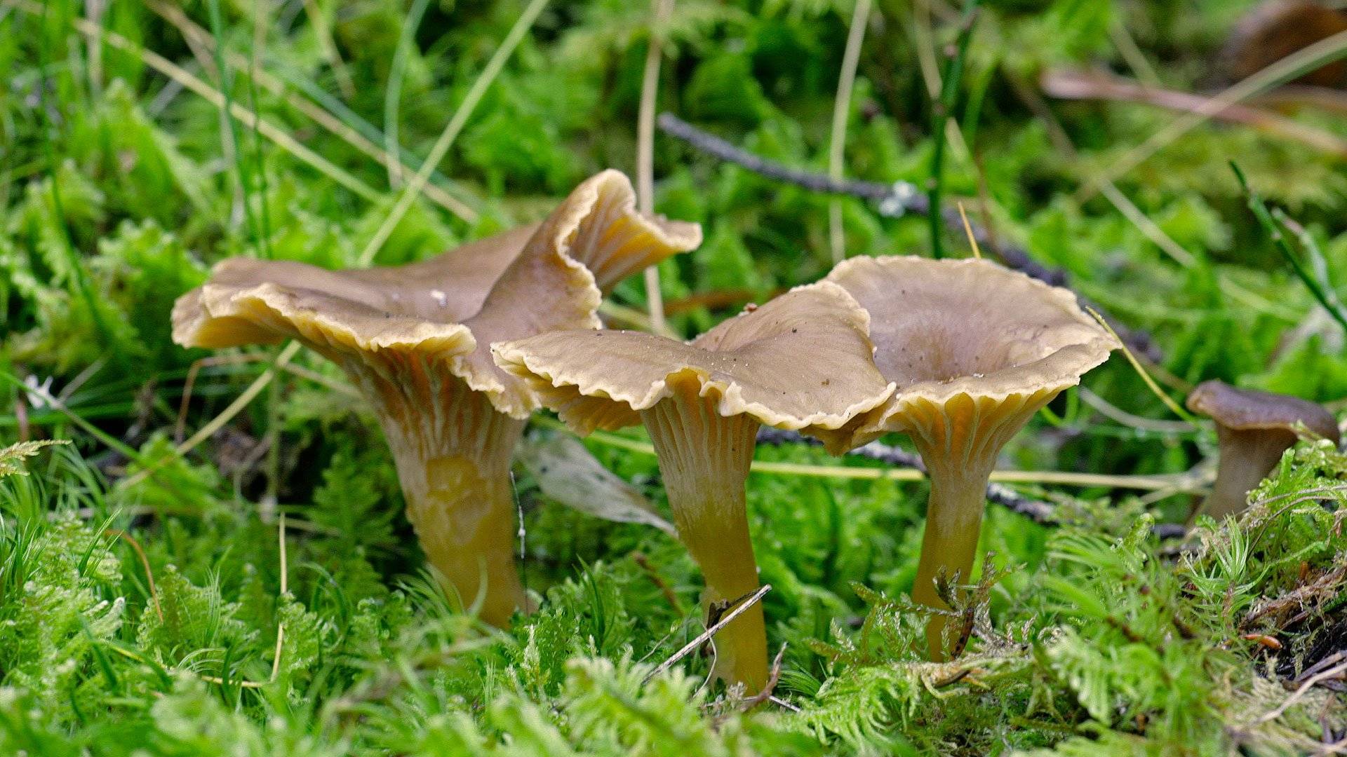 Trattkantareller i närbild. 