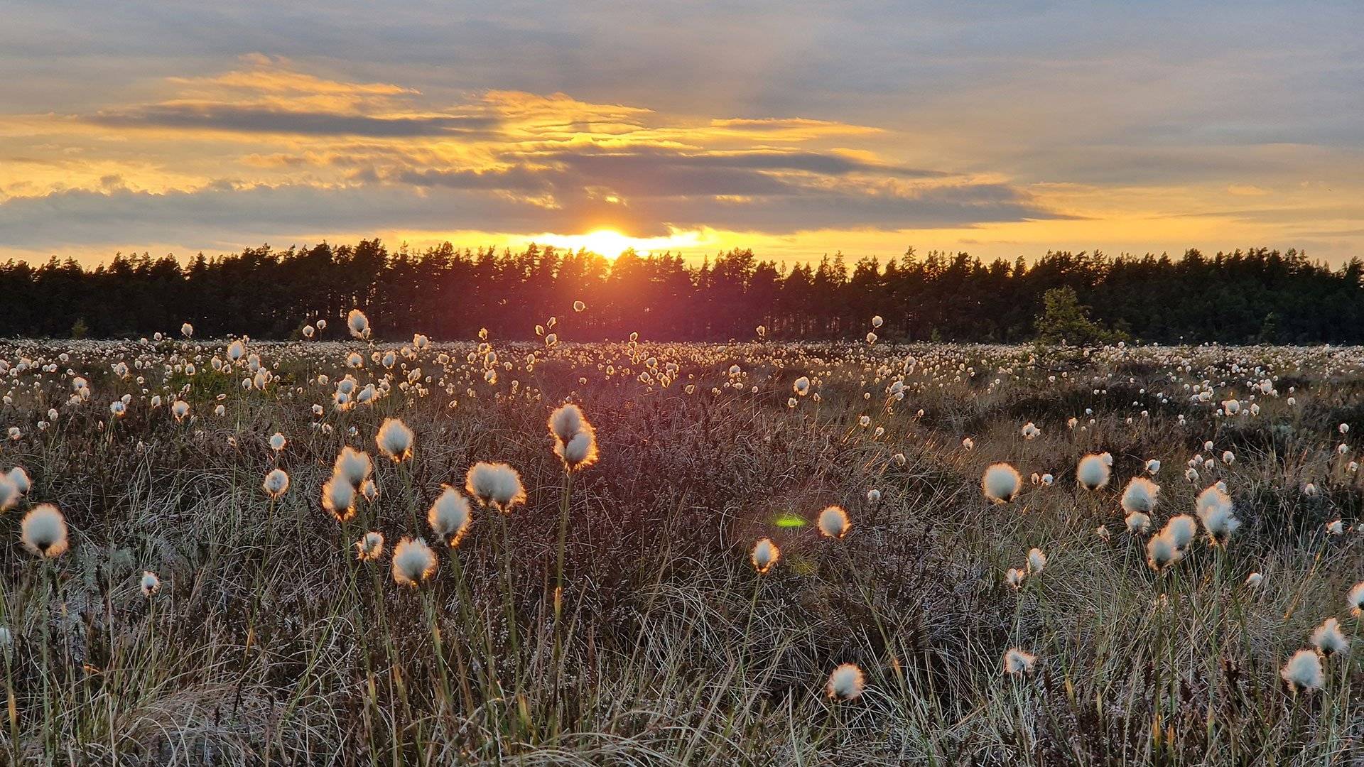 Solnedgång över en myr med vita tuvullblommor i förgrunden och en mörk skogslinje i bakgrunden under en himmel med moln i varma färger i Store Mosse nationalpark. 