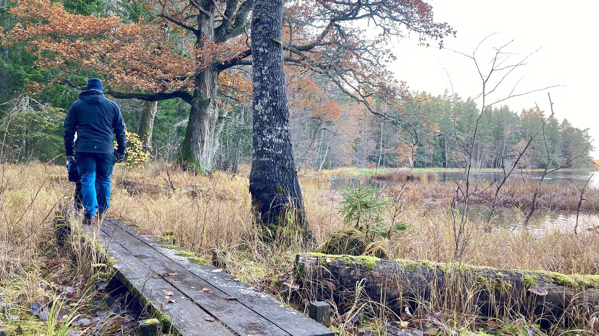 Person går på en spång genom våtmark med kala träd och höstfärgad vegetation längs vandringen Mattön runt i Färnebofjärdens nationalpark.