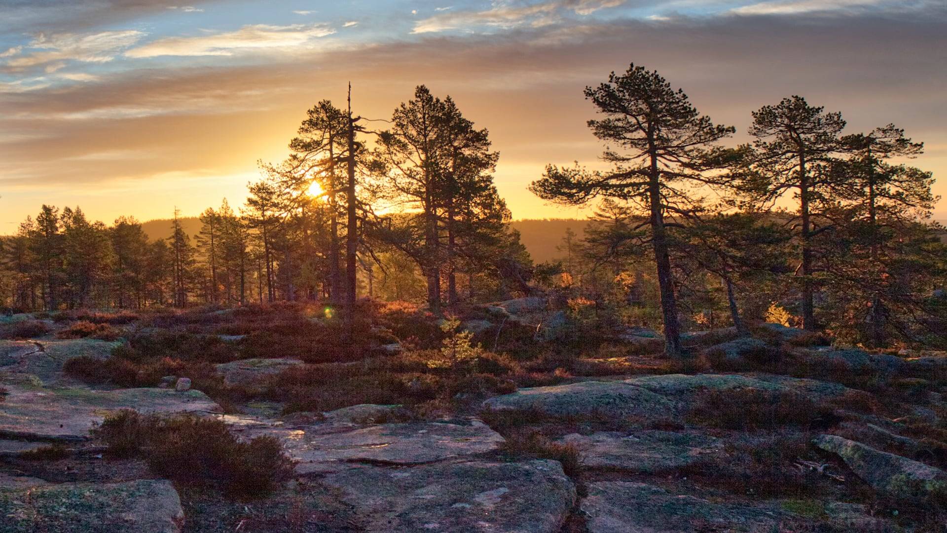 Foto av en höjd med några tallar och en solnedgång bakom.