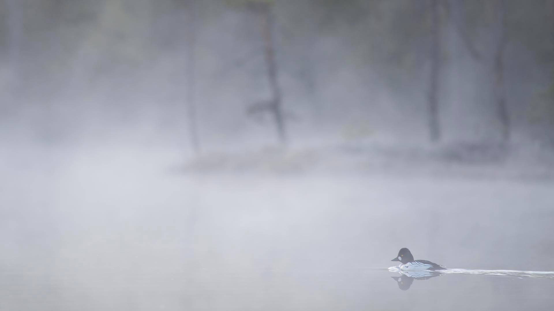 Fågel på dimmig tjärn