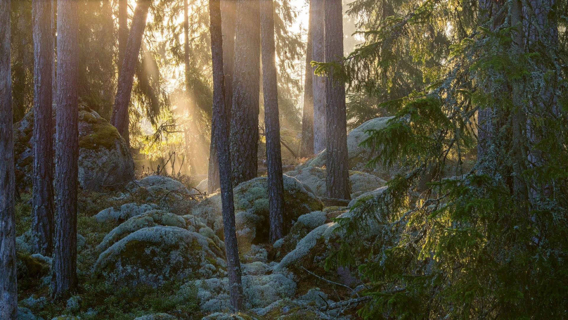 Norra Kvill National Park