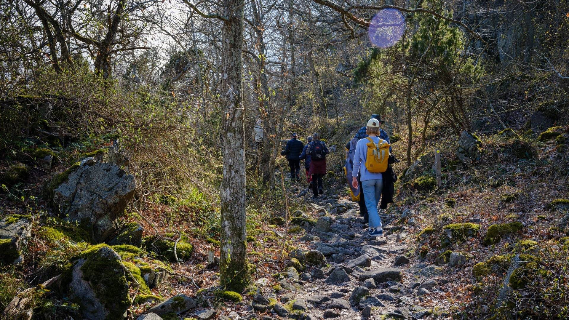Besökare som går uppför en stenig skogsstig omgivna av träd och buskar i Stenshuvuds nationalpark. 