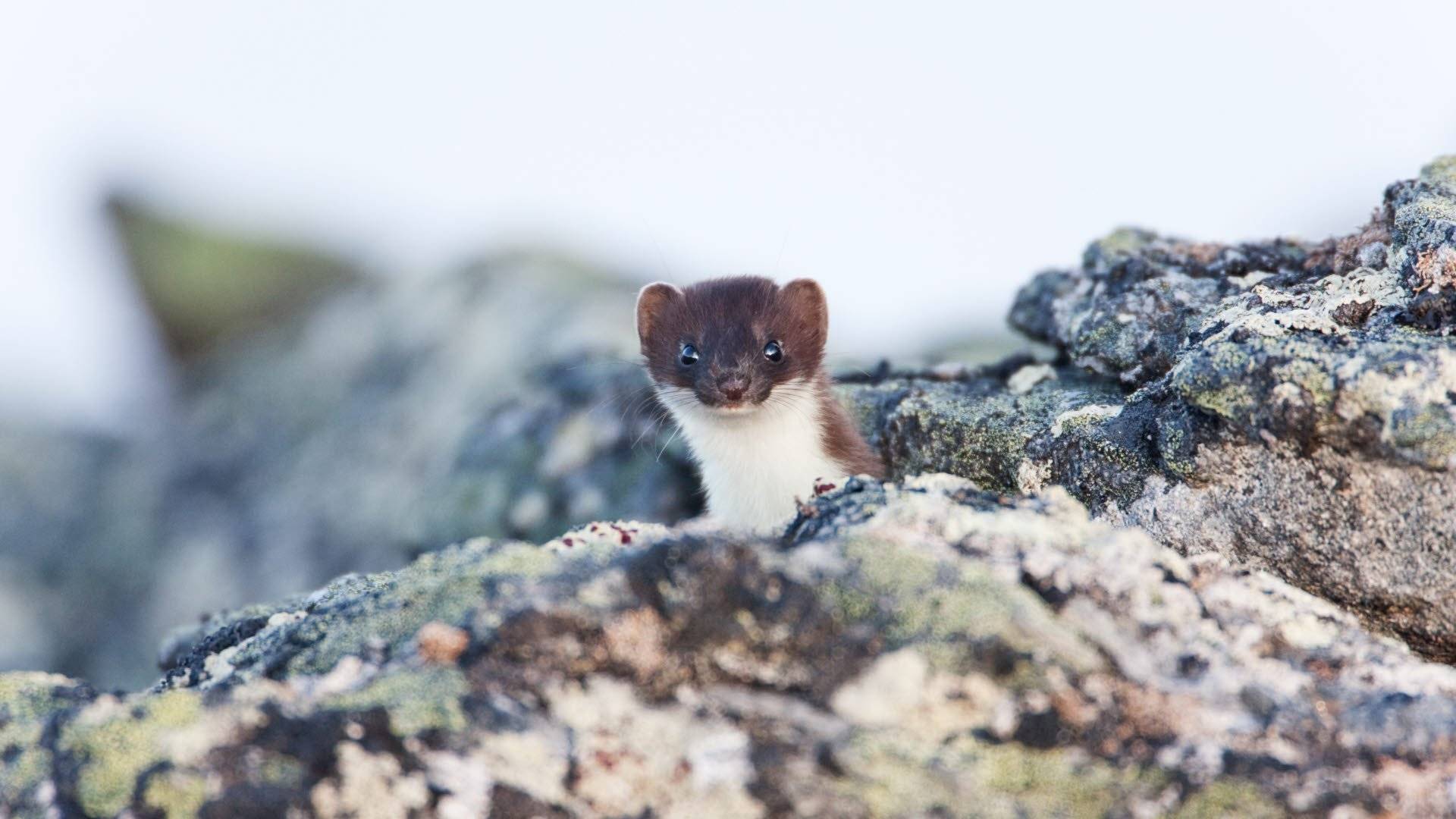 En hermelin, Mustela erminea, tittar upp nära Padjelanta nationalpark.