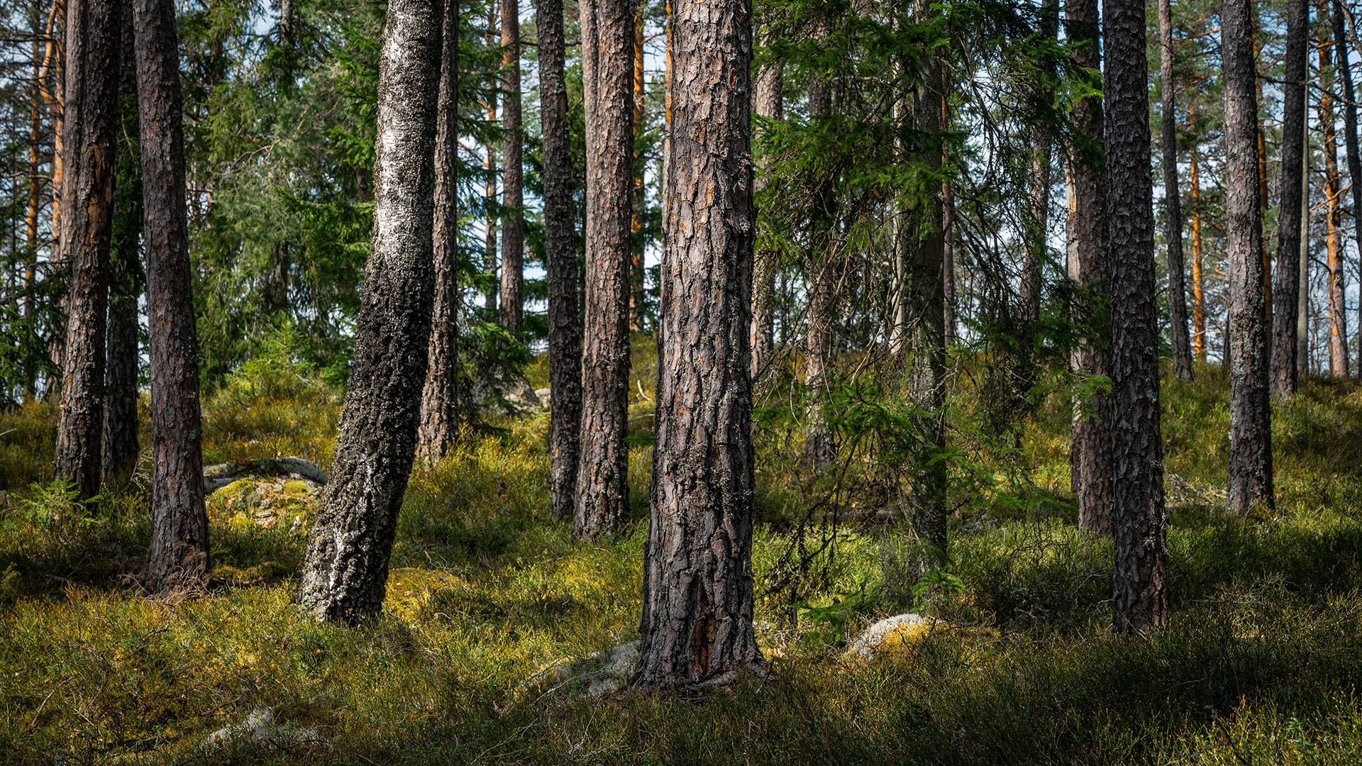 Tallskog i Tresticklans nationalpark med höga tallar, granar och mark täckt av mossa och ljung.