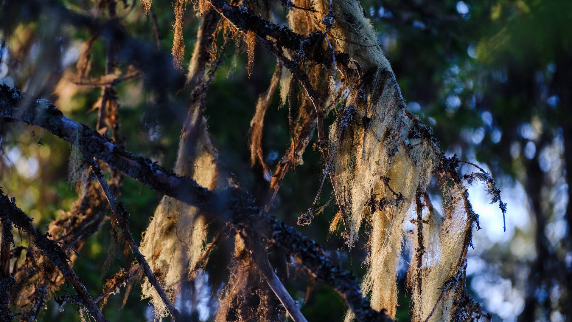 Trädgrenar täckta av ljus hänglav. Hamra nationalpark, Gävleborg, Sverige.