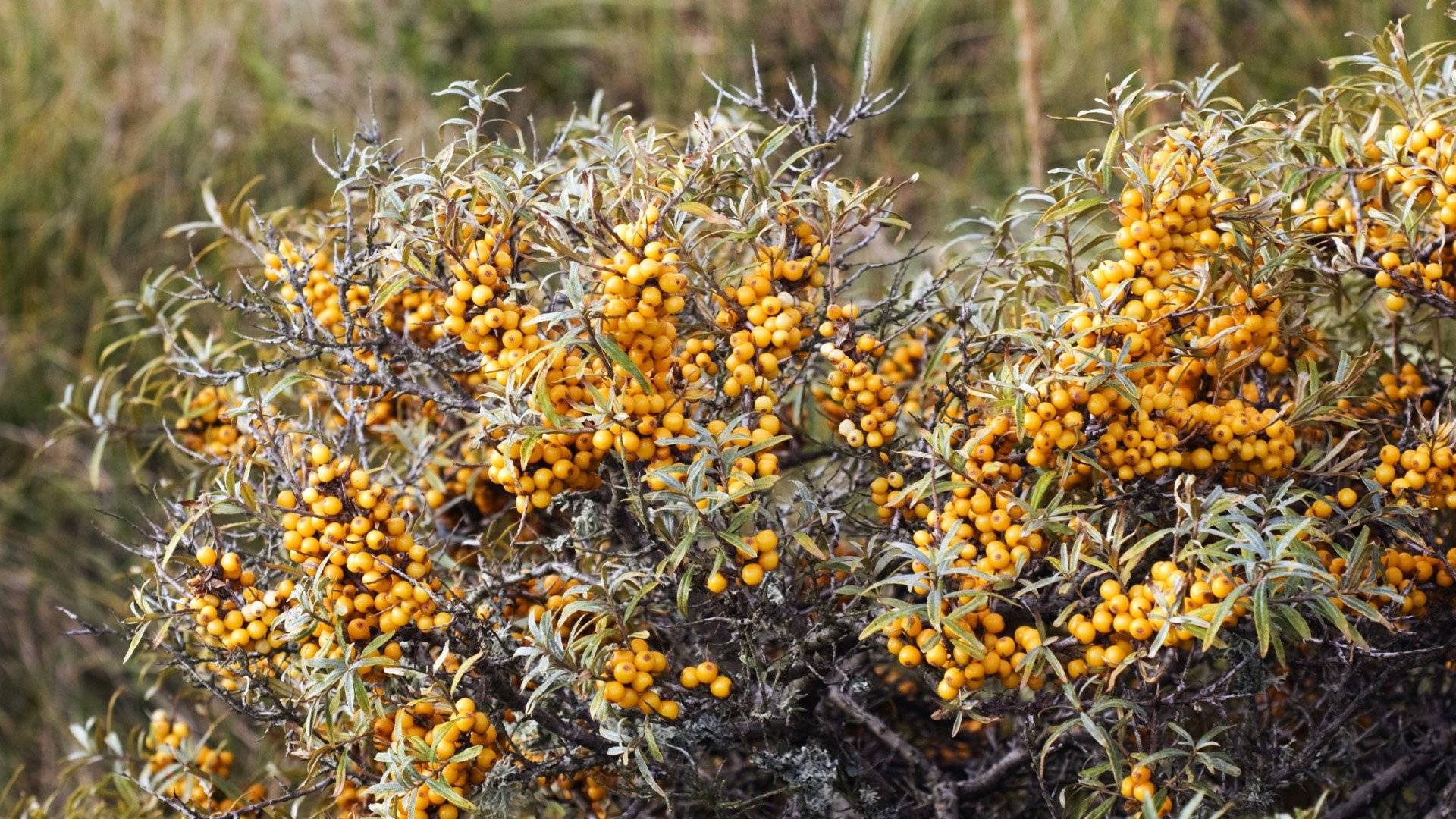 Havtornsbär på buske bland sanddynor.