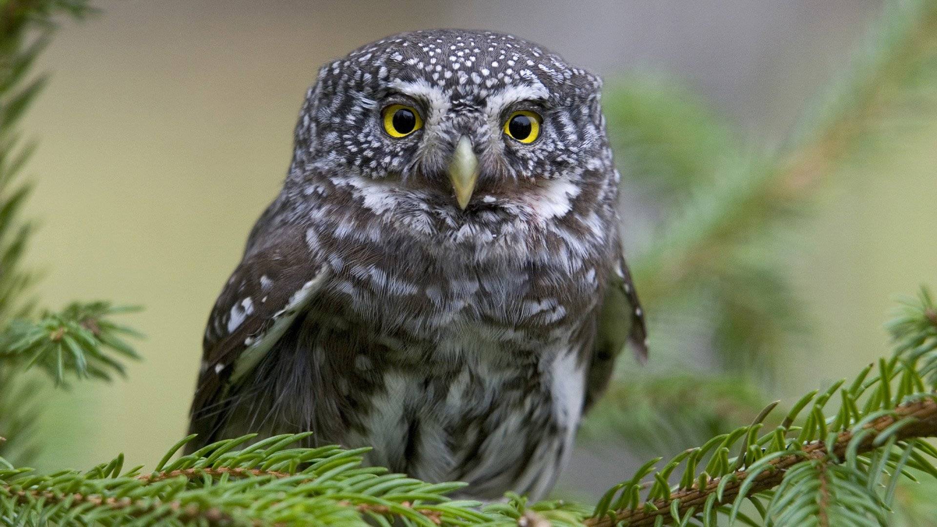 Närbild på en sparvuggla (Glaucidium passerinum) sittandes på en grangren. Norra Kvills nationalpark, Småland, Sverige