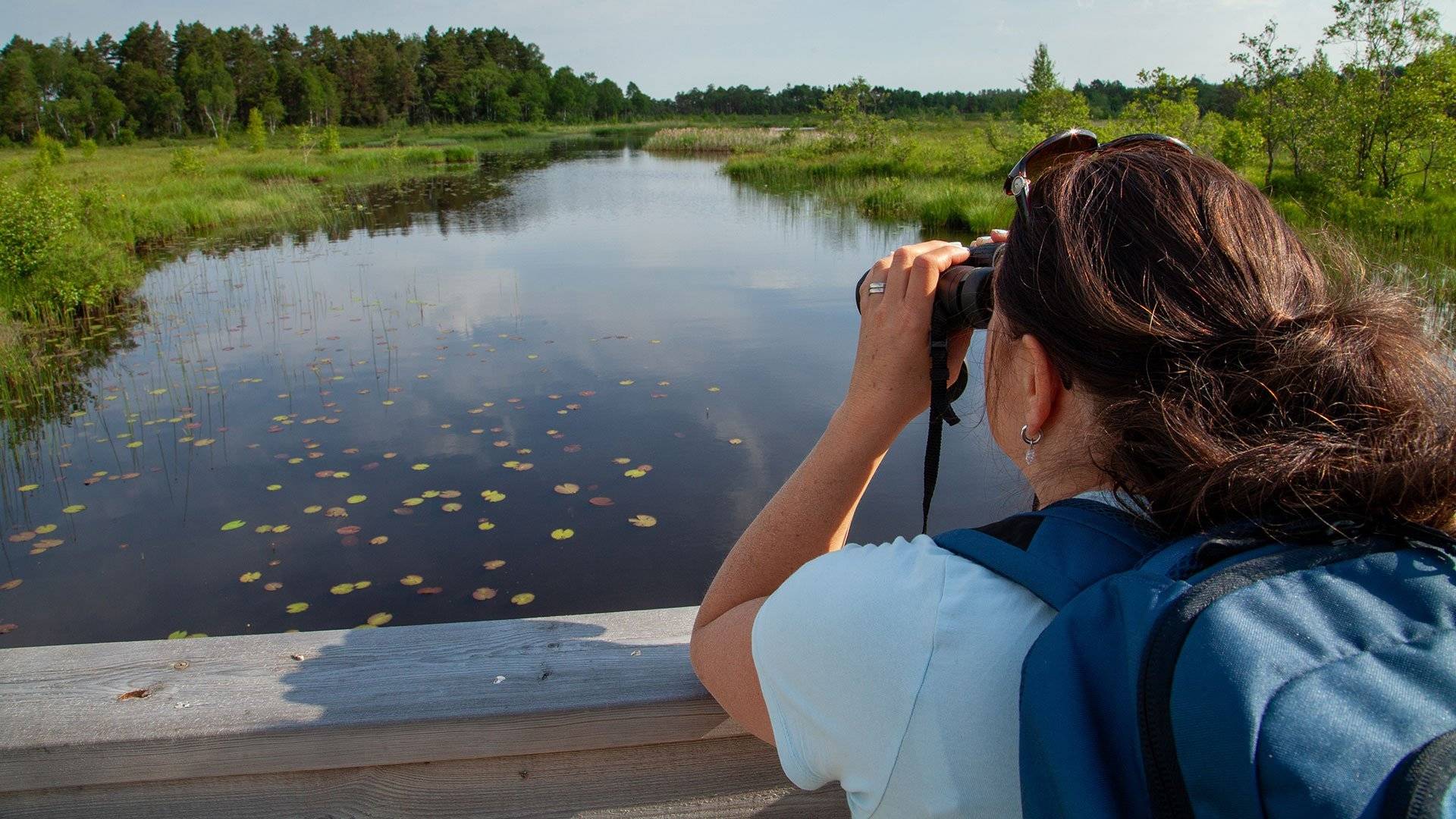 Person med ryggsäck står på en träbro och tittar genom kikare över ett lugnt vatten med näckrosblad, omgiven av grönskande våtmark och skog i bakgrundeni Store Mosse nationalpark. 