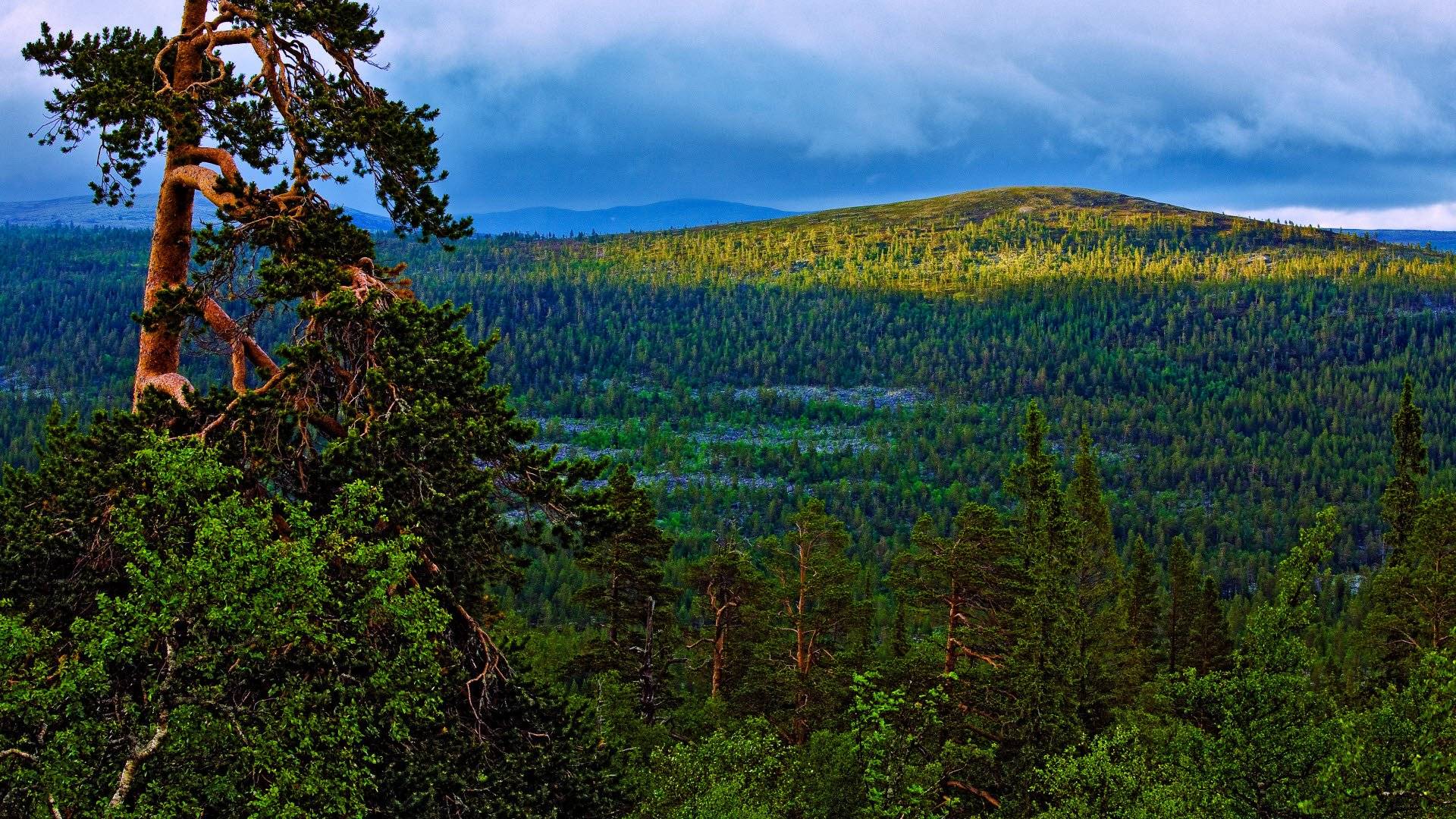 Töfsingdalen National Park