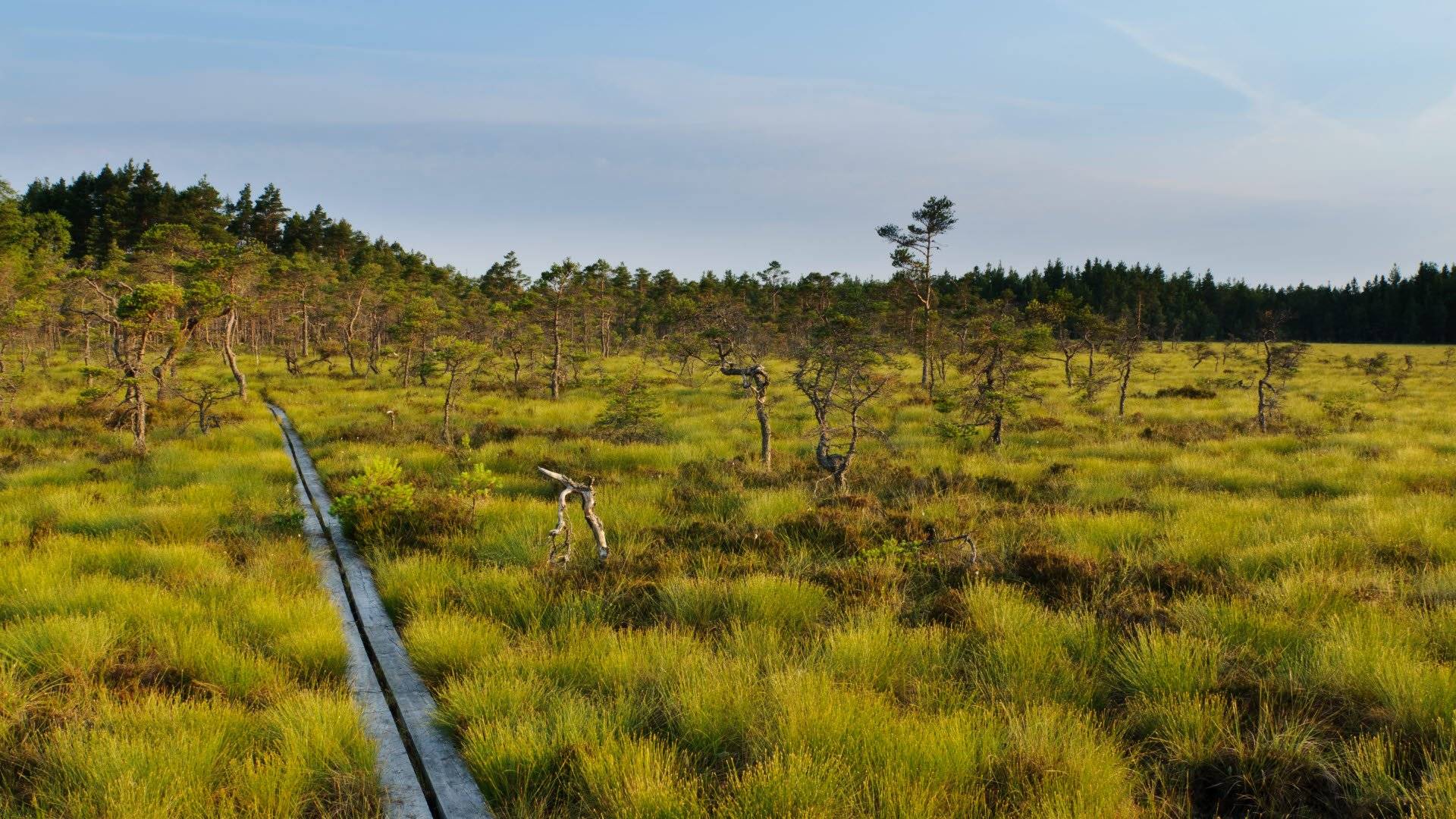 Store Mosse National Park