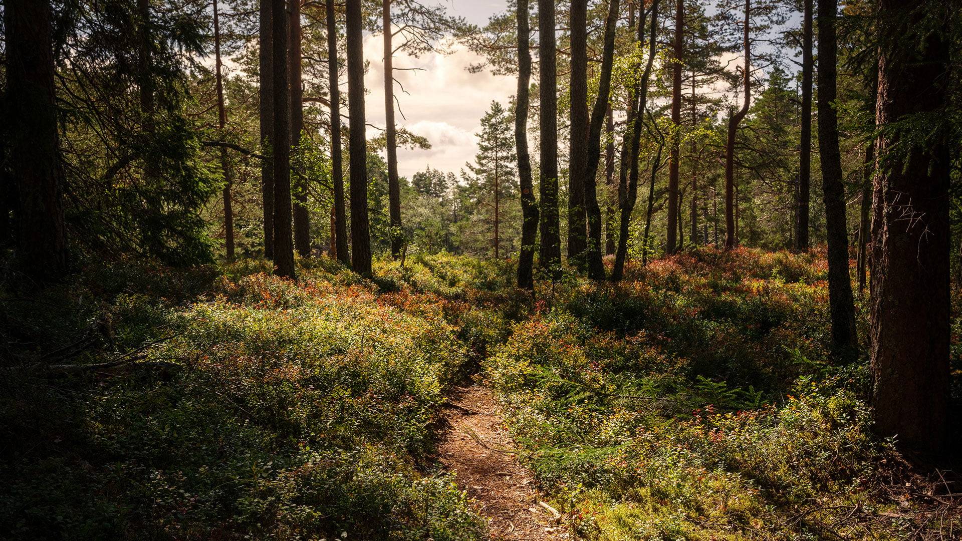 Smal stig genom gammal tallskog i Tresticklans nationalpark. Solen silas mellan träden och lyser upp marken med blåbärsris och mossa.
