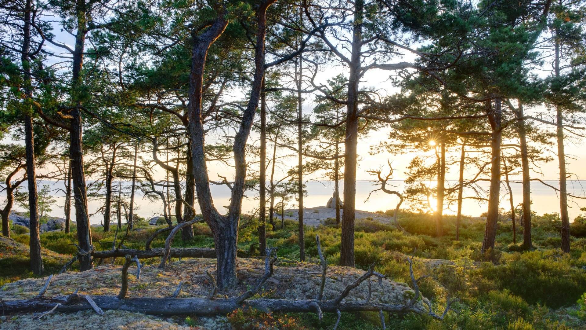 Skogslandskap på Djurö, Djurö nationalpark, Vänern.