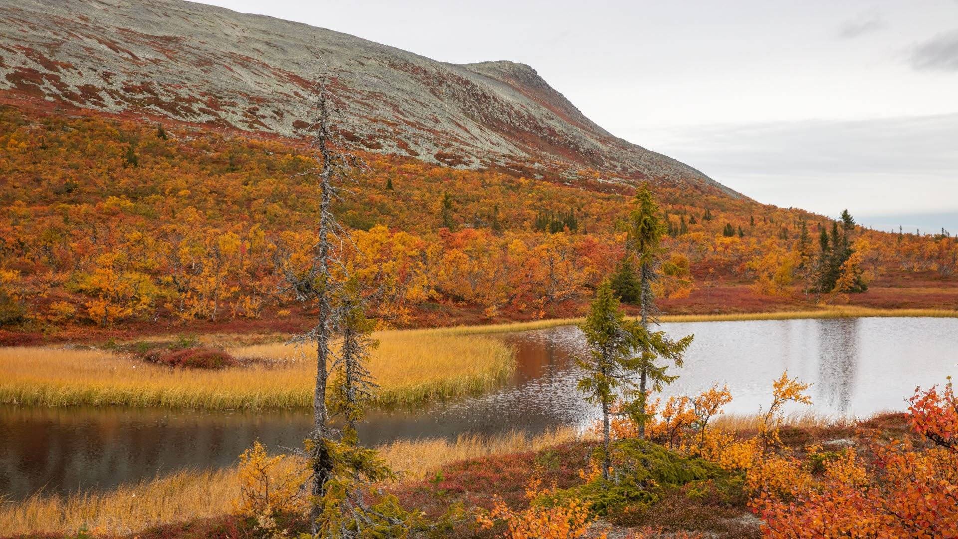 Tjärn omgiven av vegetation i vackra höstfärger med Sonfjället i bakgrunden i Sonfjällets nationalpark.