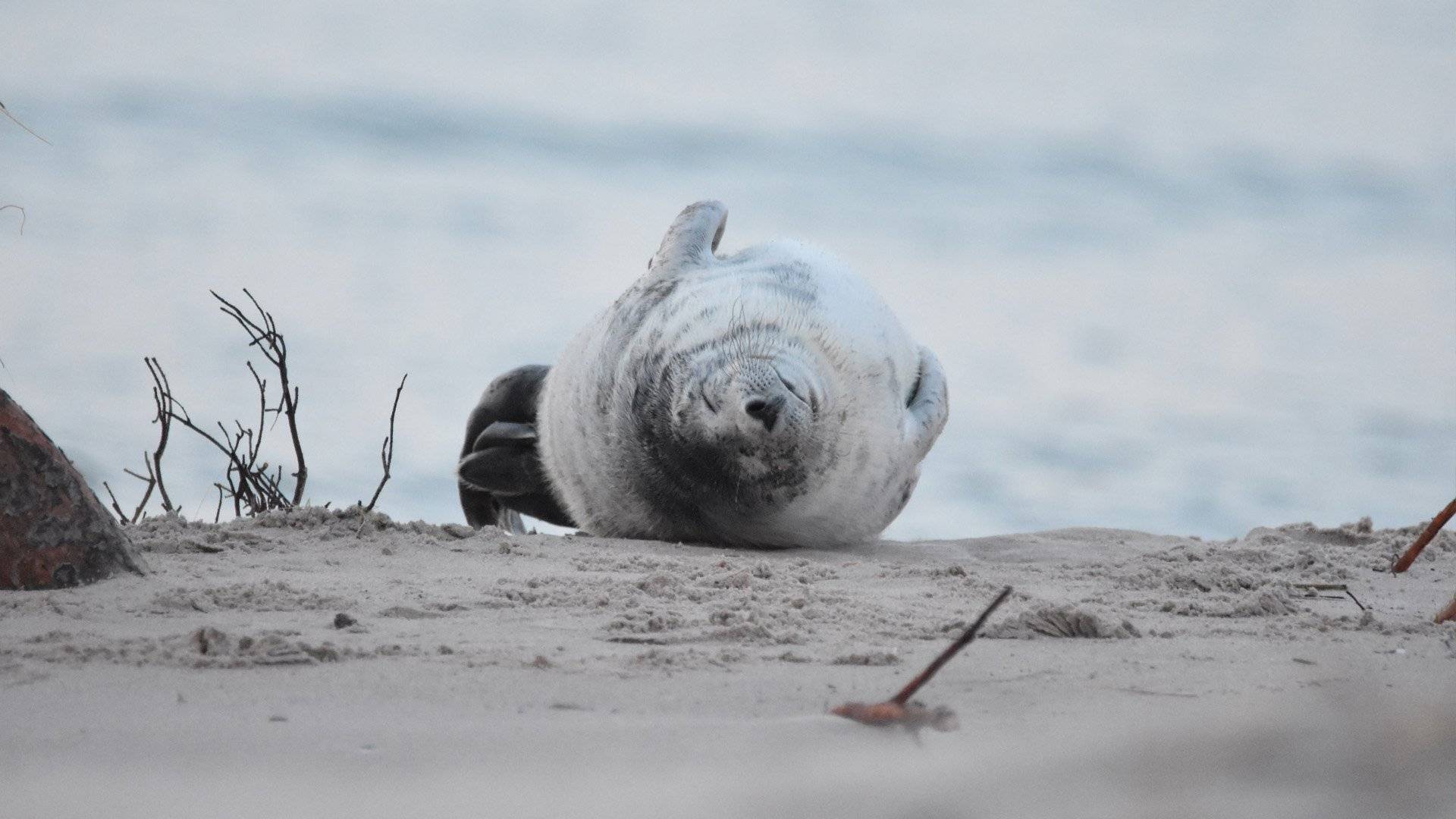 En säl ligger på rygg och vilar på en sandstrand nära vattnet. Gotska Sandöns nationalpark, Gotland, Sverige.