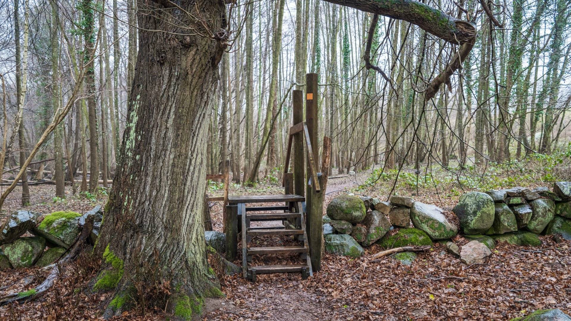 En liten trappa i trä leder över en stenmur, med en grov trädstam till vänster i bild och omgivande lövskog. Marken är täckt av fallna höstlöv. Stenshuvuds nationalpark,