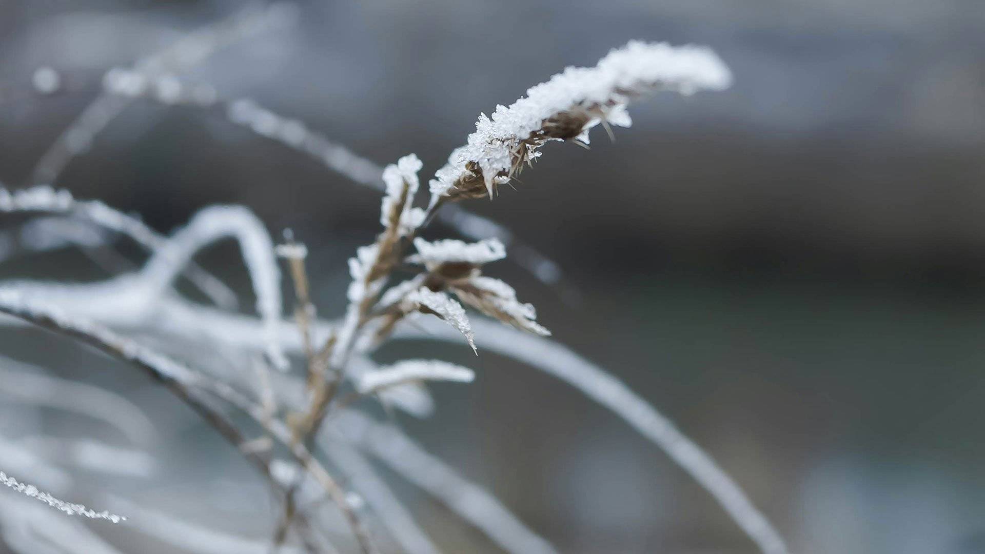 Frosttäckta strån i närbild mot en mjukt suddig bakgrund.