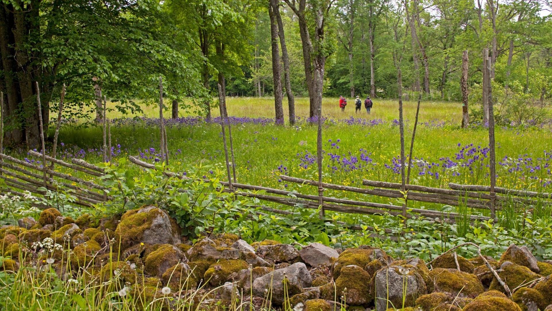 Lövstig genom gamla ängsmarker till Östra gården, Garphyttans nationalpark.