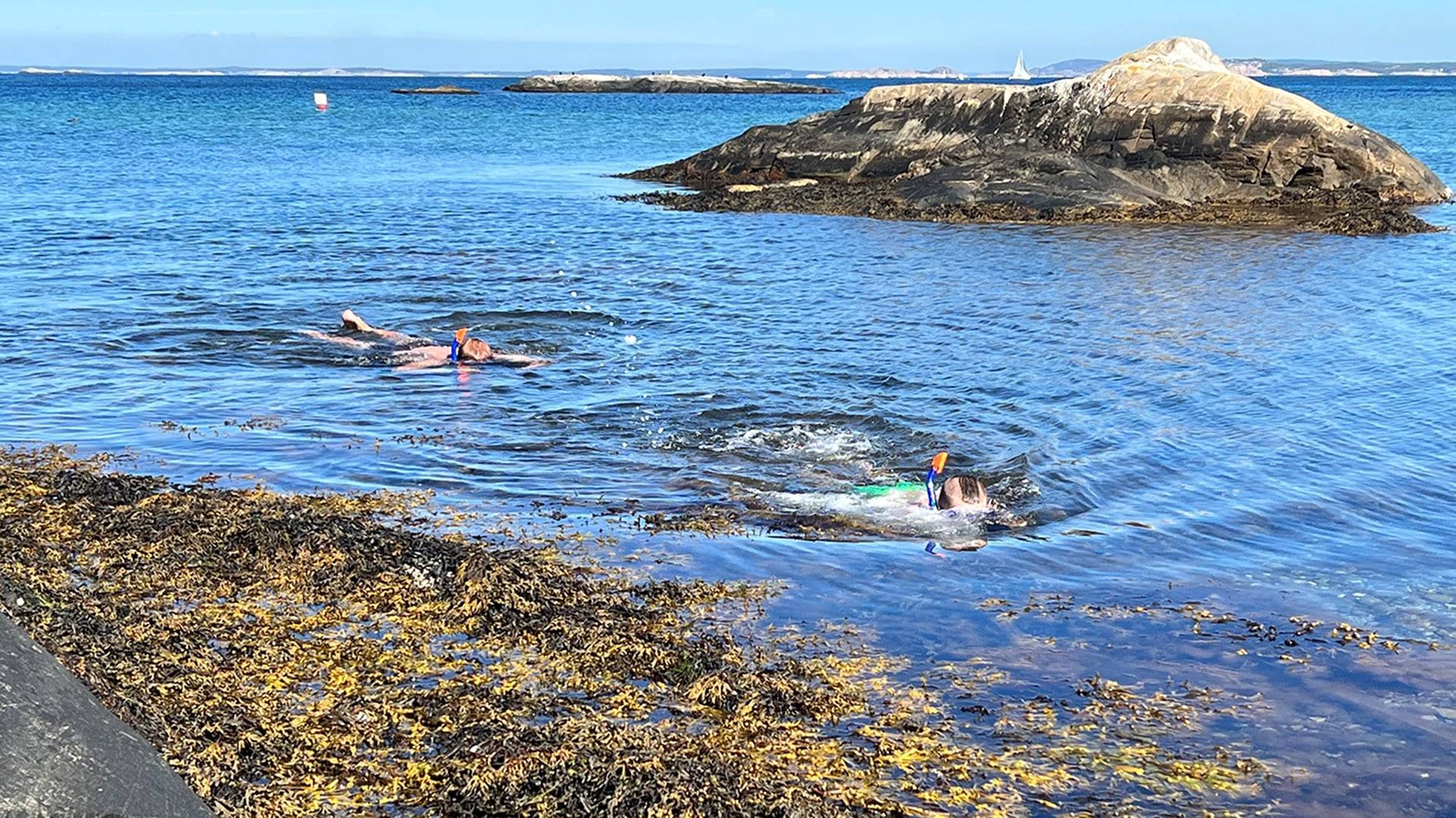 Två personer snorklar på snorkelleden på Sydkoster