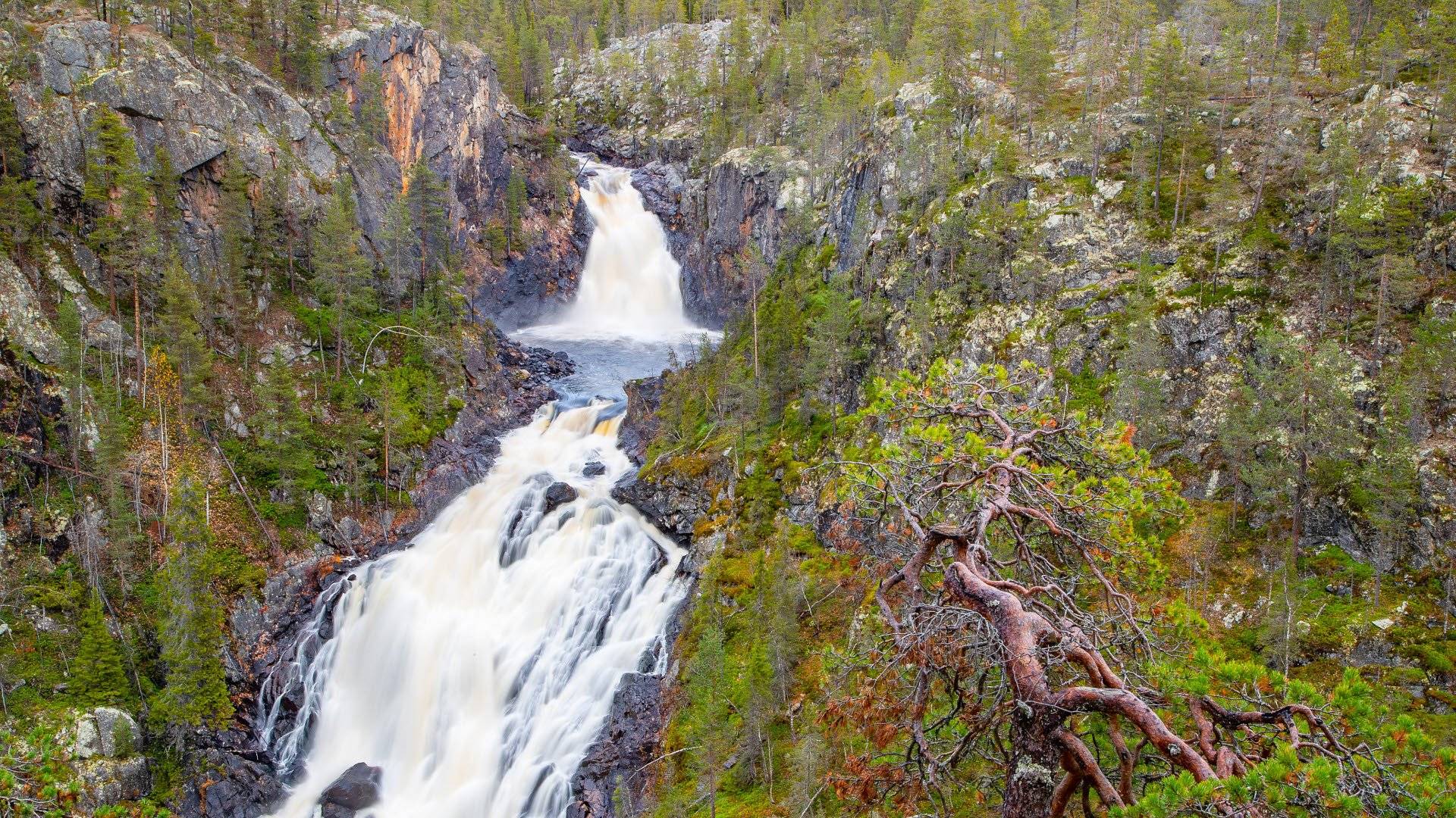 Vy över Muddusfallet i Muddus nationalpark. 