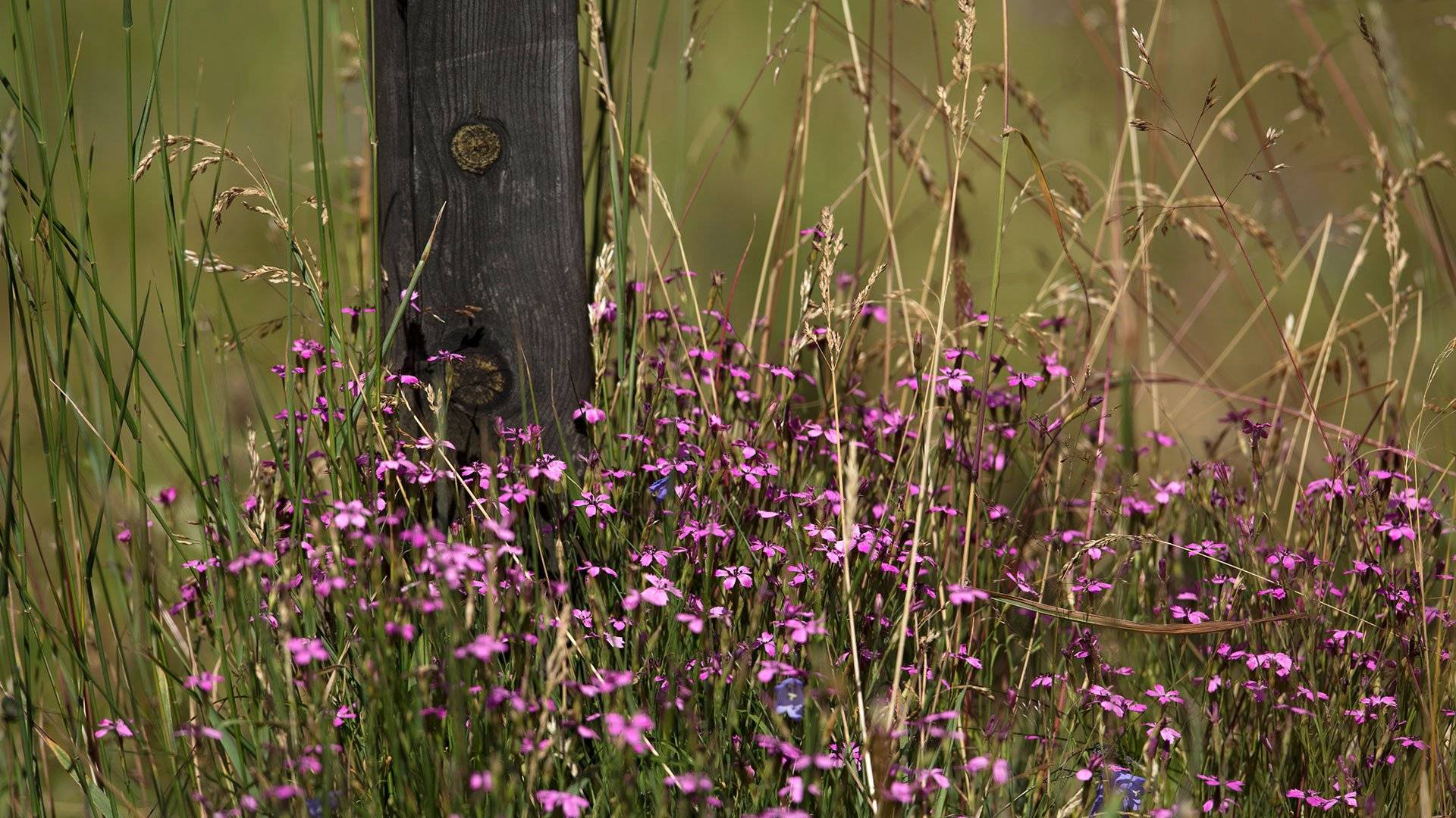 Backnejlika i Garphyttans nationalpark.