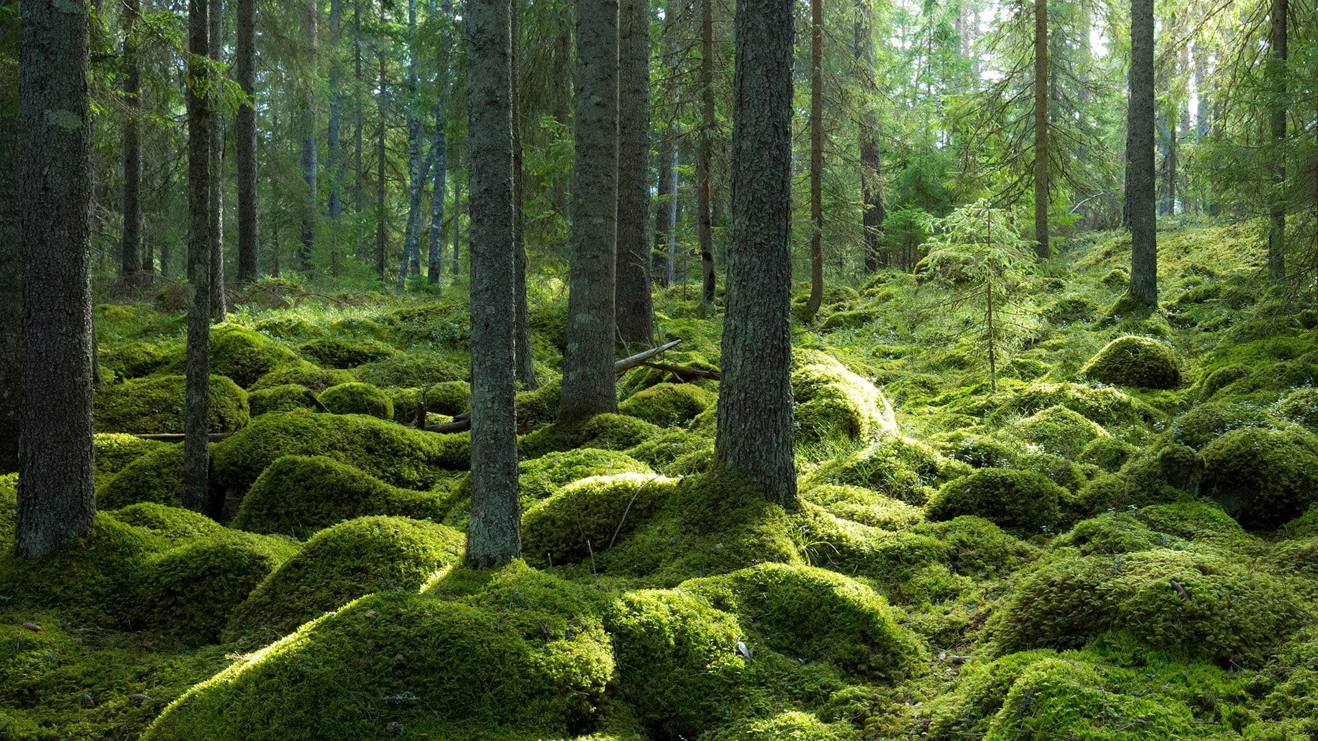 Mossbeklädd barrskog med täta granar och mark täckt av mjuka, gröna mosskuddar längs Stora Öbergsrundan i Färnebofjärdens nationalpark.