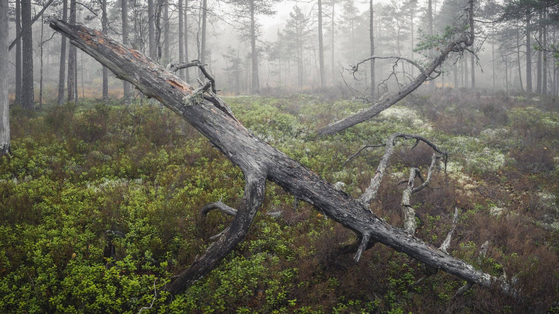 I förgrunden, en gammal talltopp (låga, död ved) omgiven av låg vegetation och gles ung tallskog, Tresticklans nationalpark.