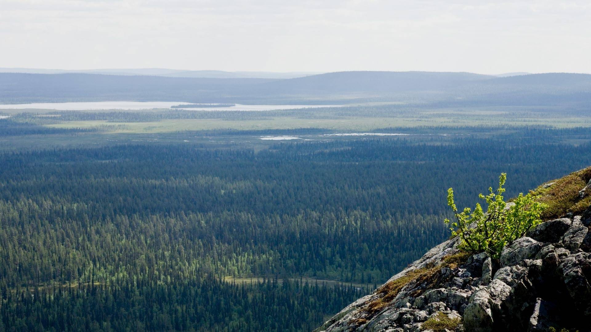 Utsikt från berget Oarjep Stubbá i Muddus nationalpark.