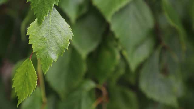 Björklöv i närbild. 