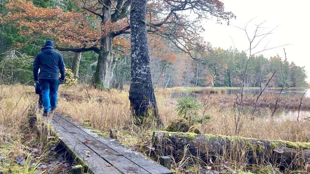 Person går på en spång genom våtmark med kala träd och höstfärgad vegetation längs vandringen Mattön runt i Färnebofjärdens nationalpark. 