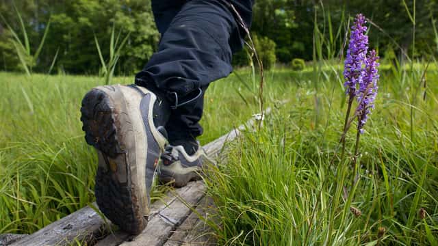 Man går på spångad led förbi blommande brudsporrar, Falbygden, Västergötland.