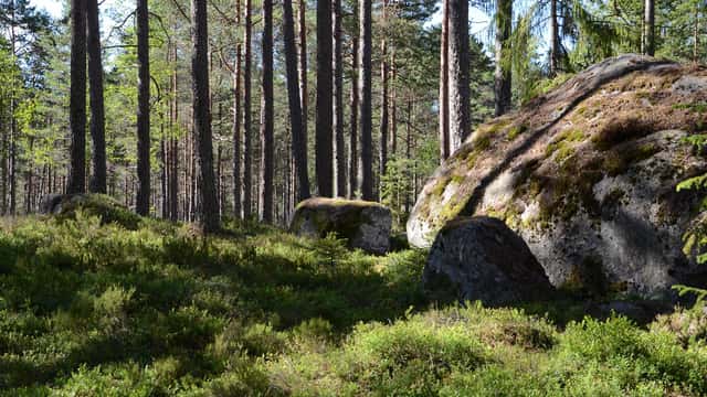 Skogsmiljö med stenar och bärris på marken