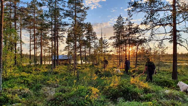 Solnedgång över en tallskog med grön vegetation, några personer och en hund rör sig genom skogen. Hamra nationalpark, Sverige. 