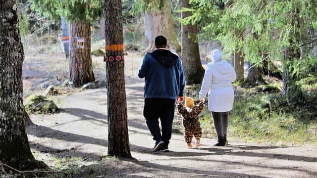 Två vuxna och ett barn går tillsammans längs en skogsstig, omgivna av granar och märkta träd i ett solbelyst skogsområde.