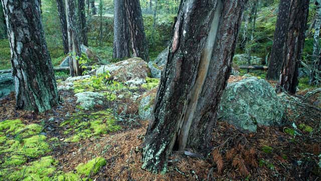 Gles tallskog där vissa träd har spår efter gamla bränder