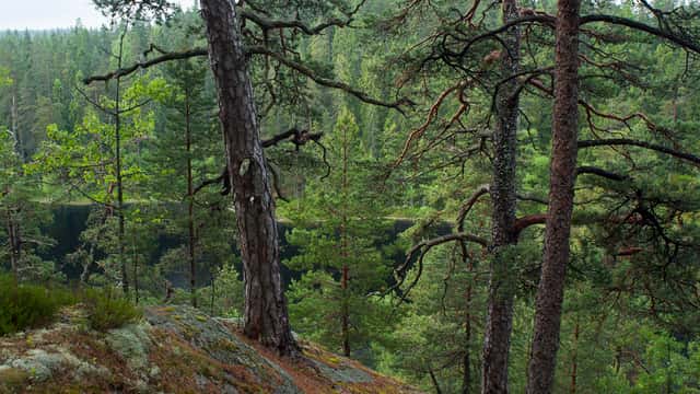 Skog i bergig miljö