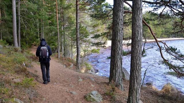 En person vandrar längs strandkant i skogsmiljö