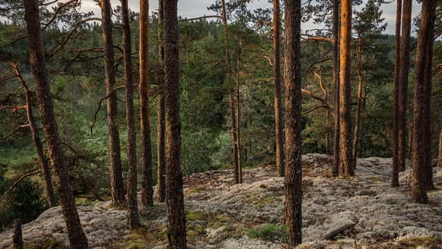 Jonas Zakariasson Tallskog i Tresticklans nationalpark med hällmark och lavar mellan de höga tallarna.