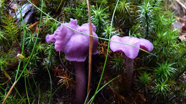 Söderåsens nationalpark Två lila svampar i grön mossa.