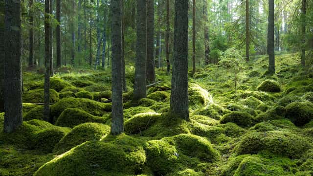 Mossbeklädd barrskog med täta granar och mark täckt av mjuka, gröna mosskuddar längs Stora Öbergsrundan i Färnebofjärdens nationalpark. 