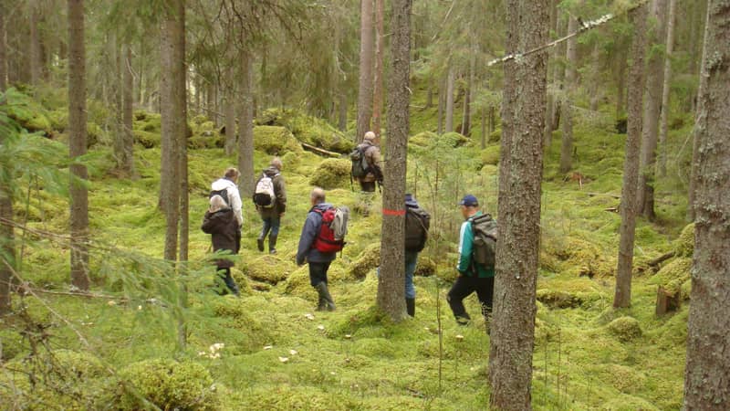 Jessica Berg En grupp människor vandrar i skogen, i förgrunden syns några trädstammar.