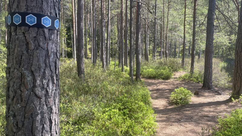 Anna Lindberg Lilla Idgölenrundan, stigen delar upp sig mellan tallarna i skogen. På en stam till väster syns en blå ledmarkering.