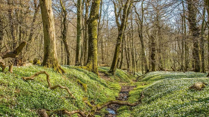 Skogsdunge med blommande vitsippor som täcker marken vid en liten bäck i Dalby Söderskog nationalpark. 